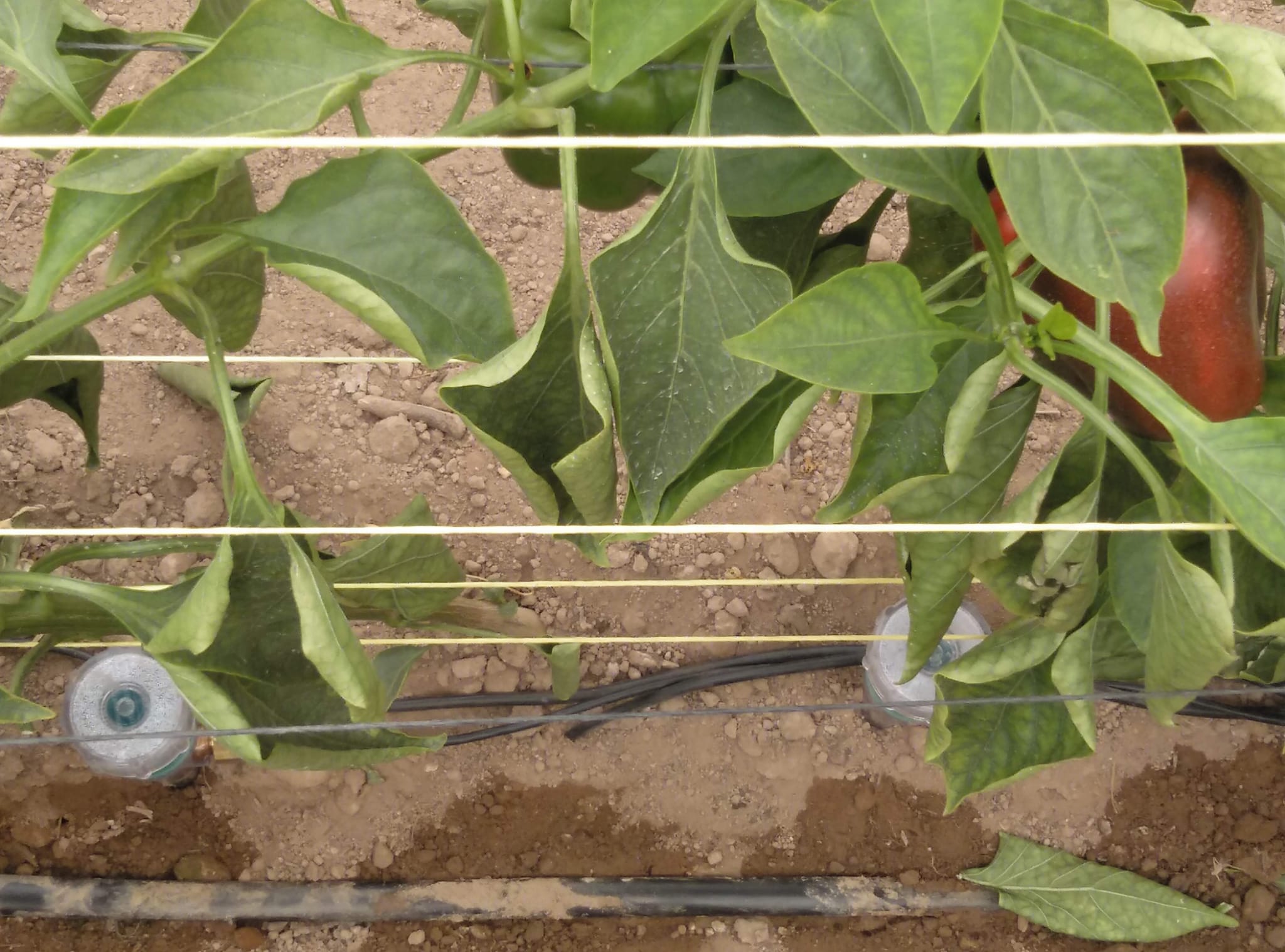 Imagen dos tensiómetros de ModelGreen en plantación de pimientos, en el marco del proyecto EcoInv